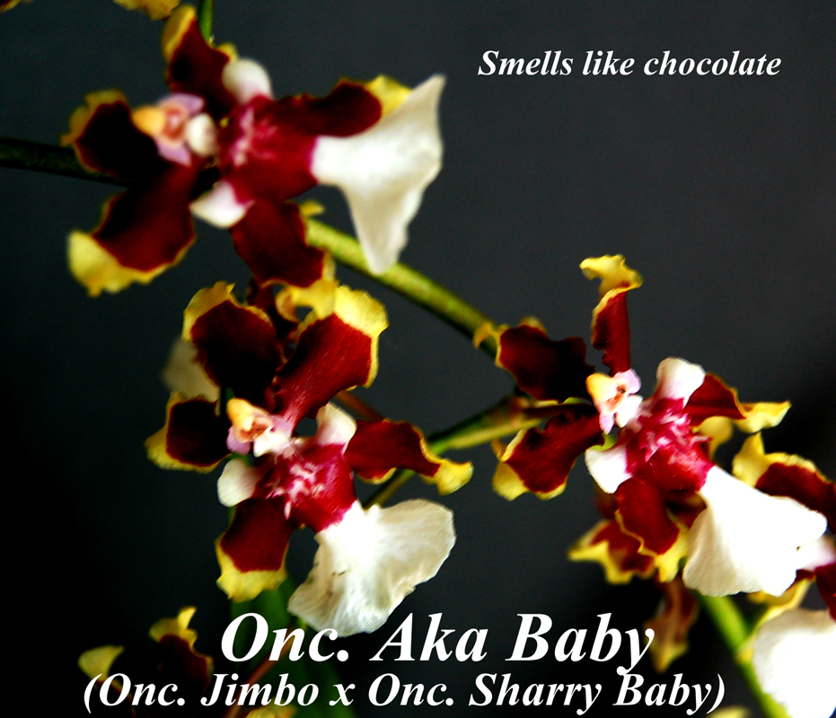 Onc. Aka Baby in bloom